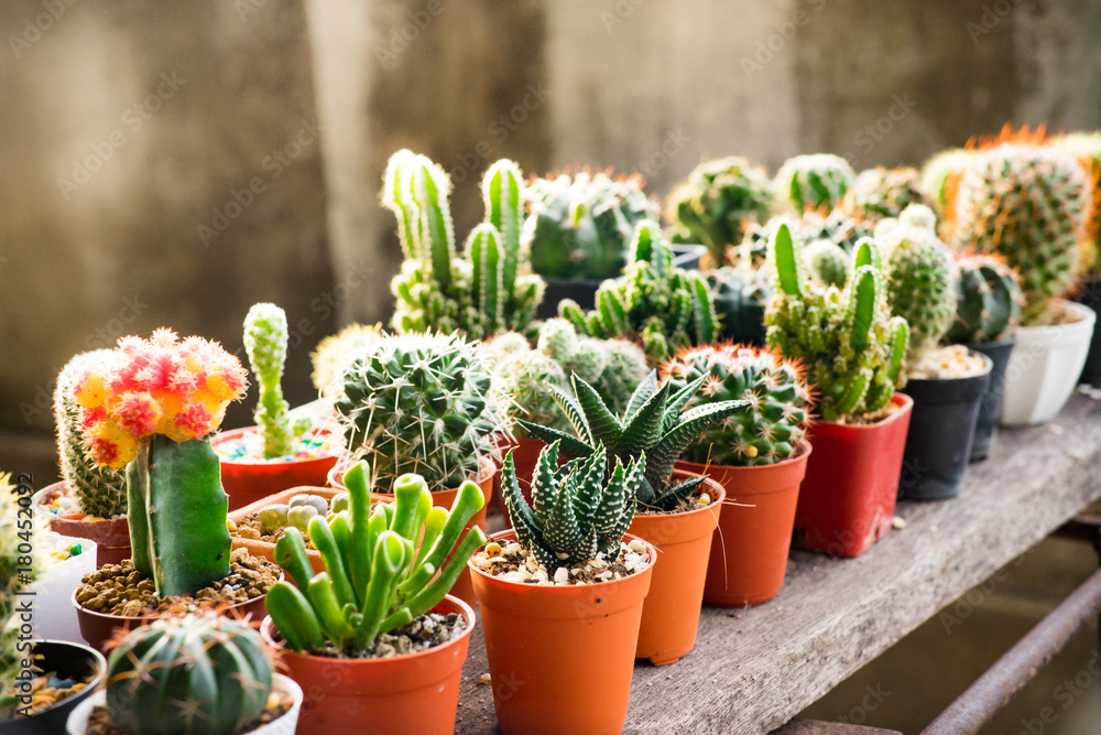 Many cactus pots are set on wooden boards.
