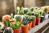 Many cactus pots are set on wooden boards.