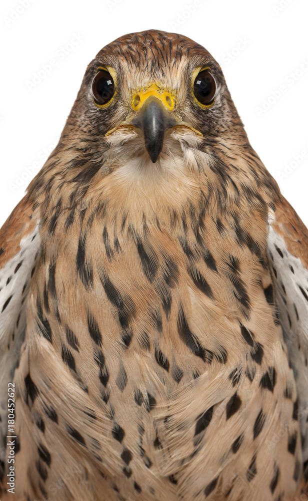 Portrait of Common Kestrel, Falco tinnunculus, a bird of prey in front of white background Portrait of Common Kestrel, Falco tinnunculus, a bird of prey in front of white background