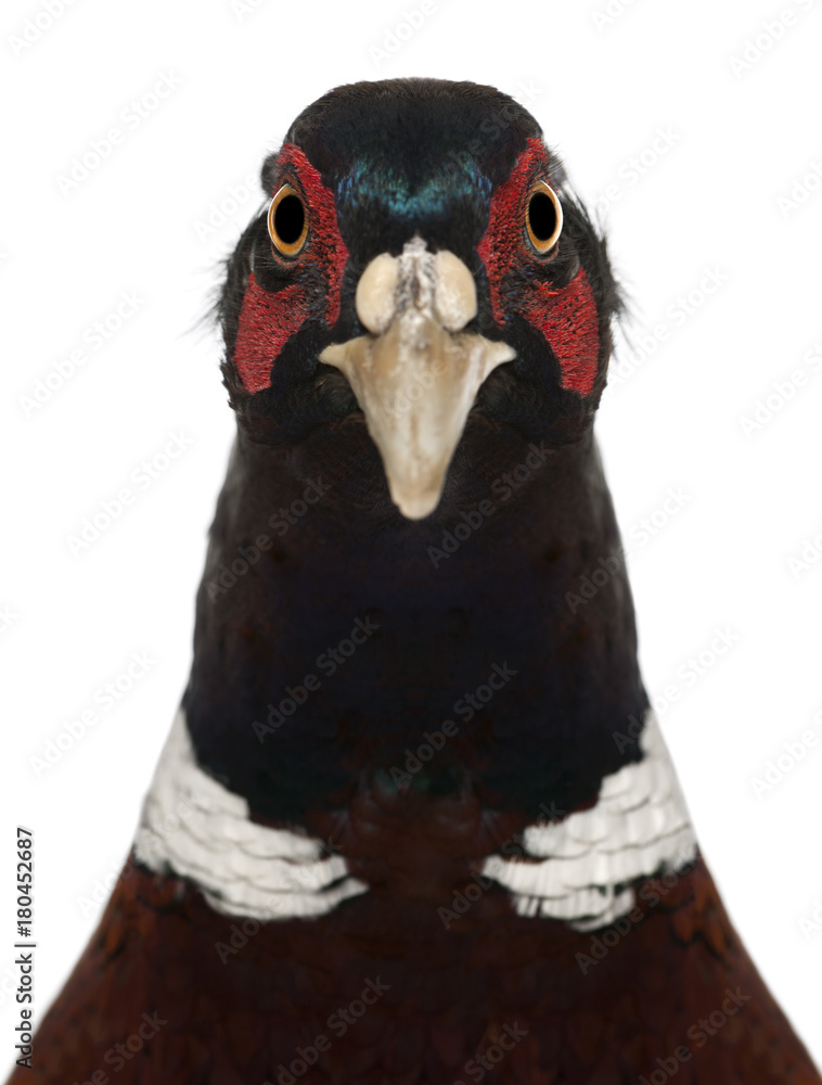 Fototapeta premium Close up of Male European Common Pheasant, Phasianus colchicus, against white background