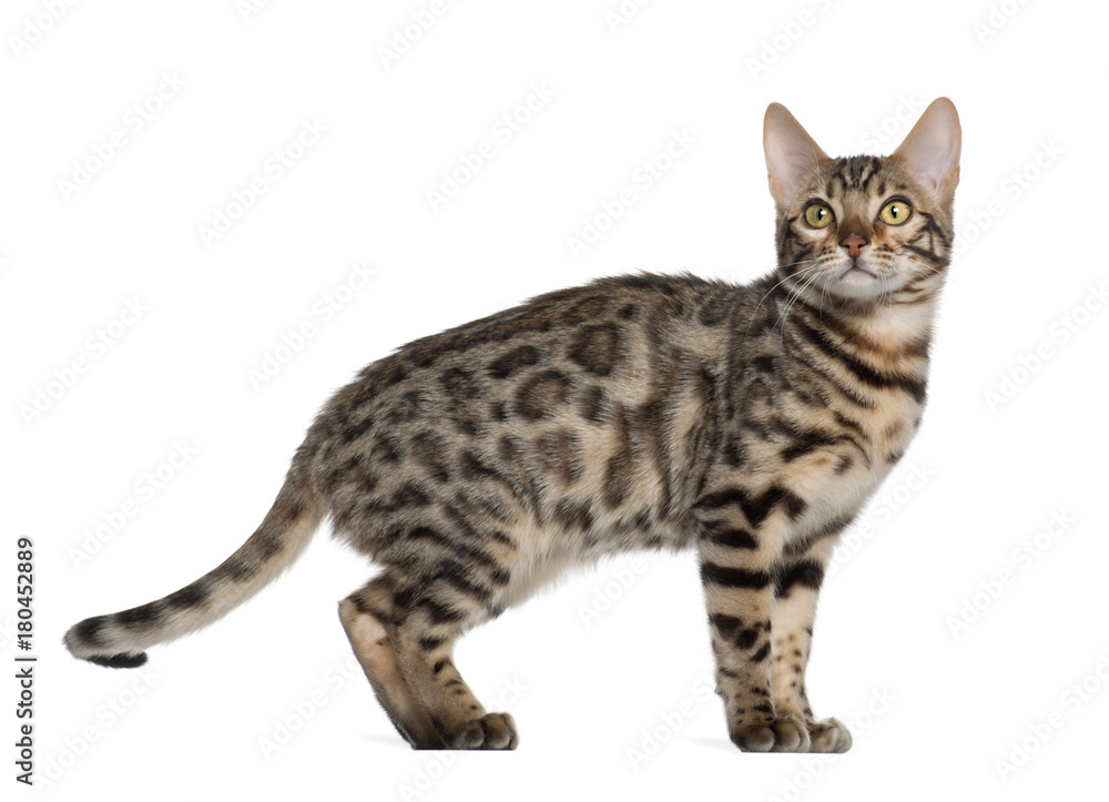 Bengal kitten (4 months old) Bengal kitten (4 months old)