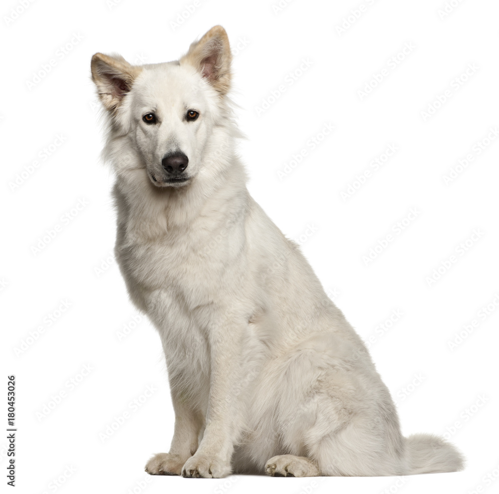 Berger Blanc Suisse (1 year old)