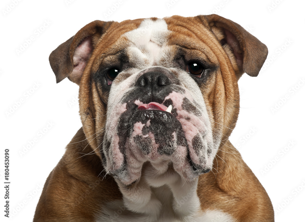 English Bulldog (10 months old) English Bulldog (10 months old)