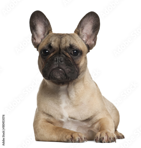 French Bulldog  8 months old  lying against white background