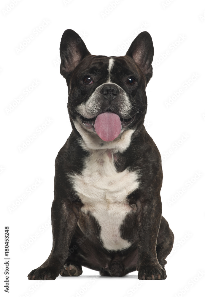 Fototapeta premium French Bulldog (18 months old)