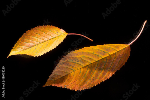 two autumn leaves on black background