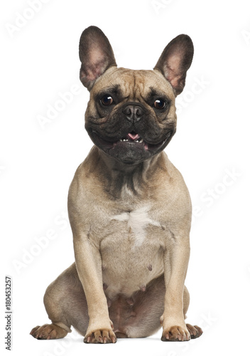 French Bulldog (18 months old) © Eric Isselée