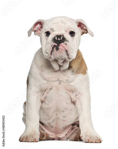 English Bulldog puppy (4 months old)