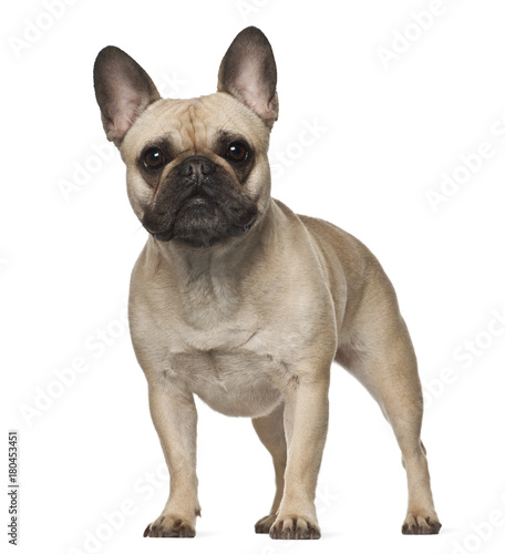 French Bulldog (2 years old) © Eric Isselée