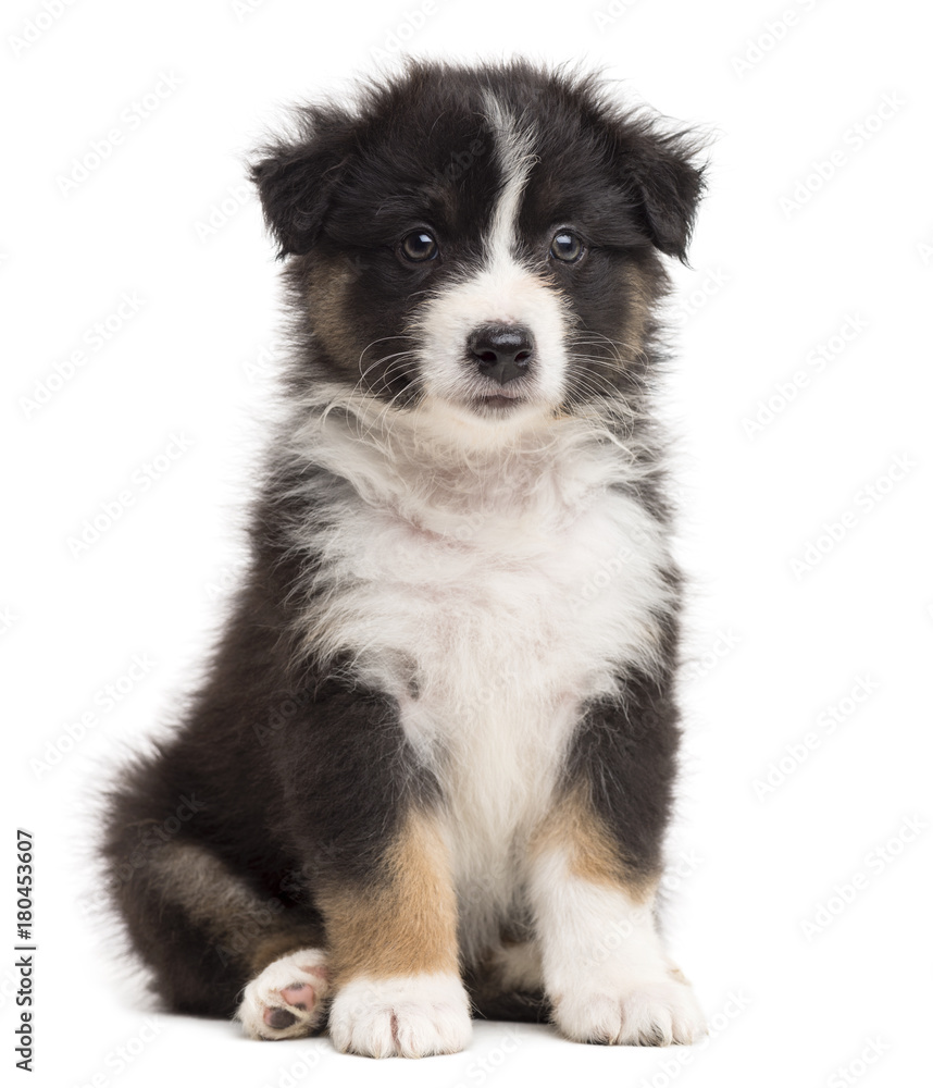 Australian Shepherd puppy sitting and looking away against white background