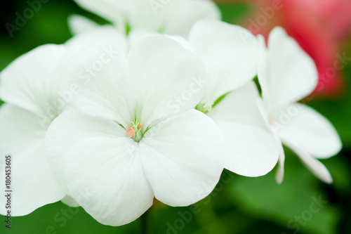 flowers in the garden