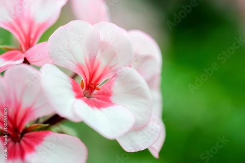 flowers in the garden