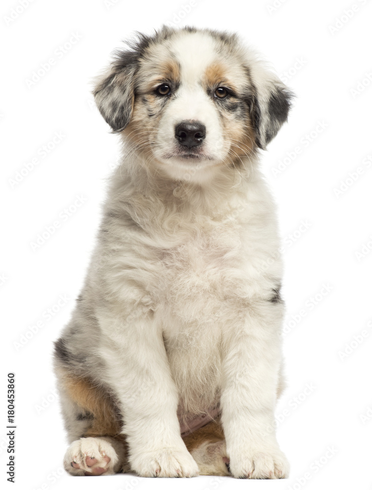 Australian Shepherd puppy, 8 weeks old, sitting and portrait against white background