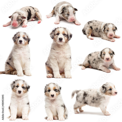 Evolution of an Australian shepherd puppy, 1 days to 2 months old, against white background