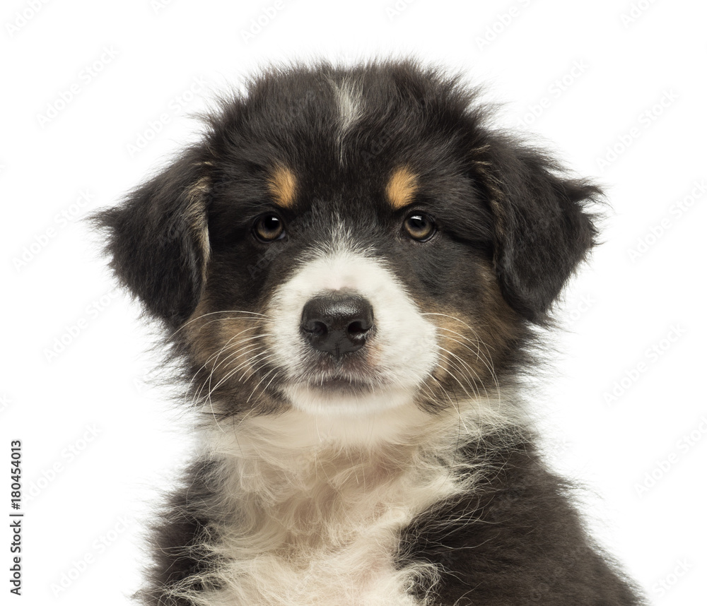 Close-up of an Australian Shepherd puppy, 2 months old, looking at camera against white background - obrazy, fototapety, plakaty 