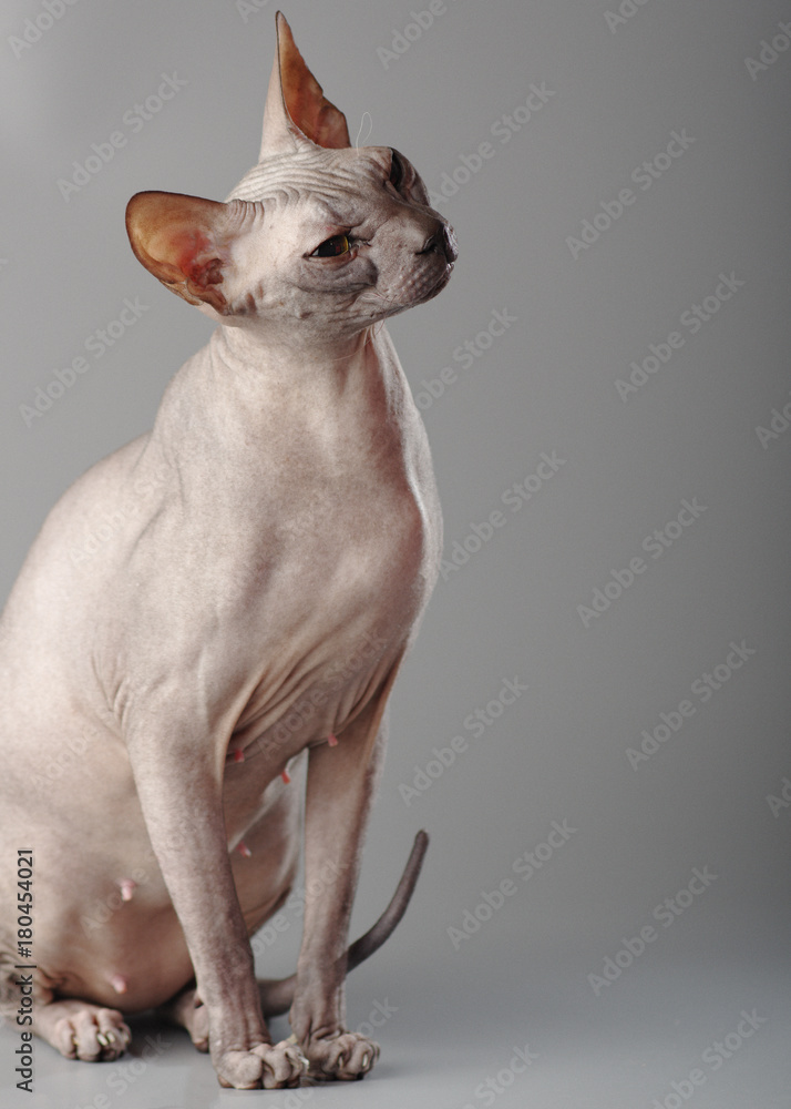 Sphynx on a gray background, portrait of a cat 6