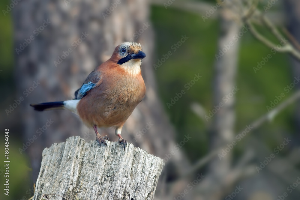 beautiful bird Jay with bright colorful feathers beautiful bird Jay with bright colorful feathers