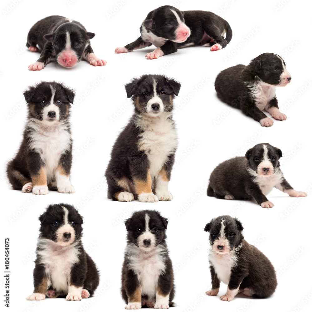 Obraz premium Evolution of an Australian shepherd puppy, 1 days to 2 months old, against white background