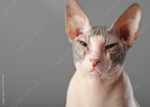 Sphynx on a gray background, portrait of a cat 4