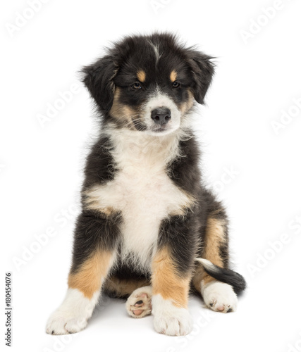 Australian Shepherd puppy  2 months old  sitting and looking away against white background