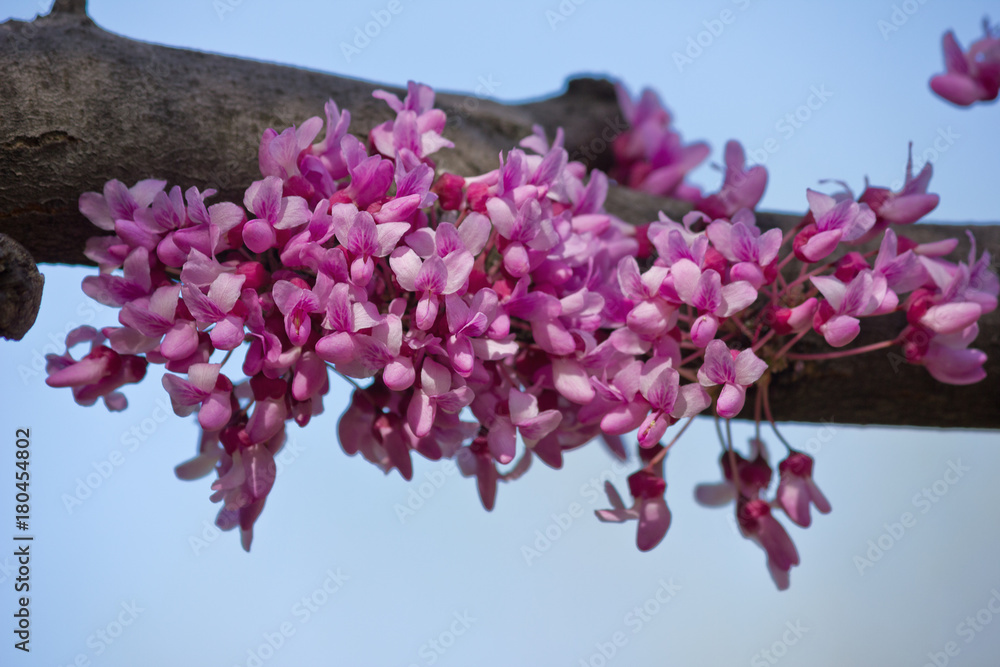 Fototapeta premium pink flowers of Cercis closeup on sky background
