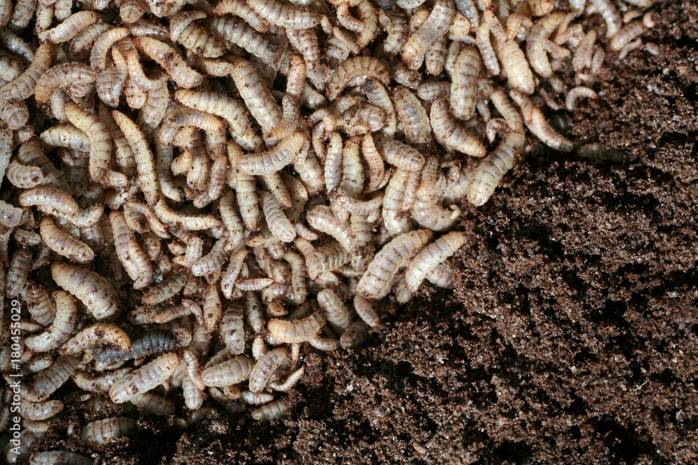 Larvae Hermetia illucens, the black soldier fly Larvae Hermetia illucens, the black soldier fly