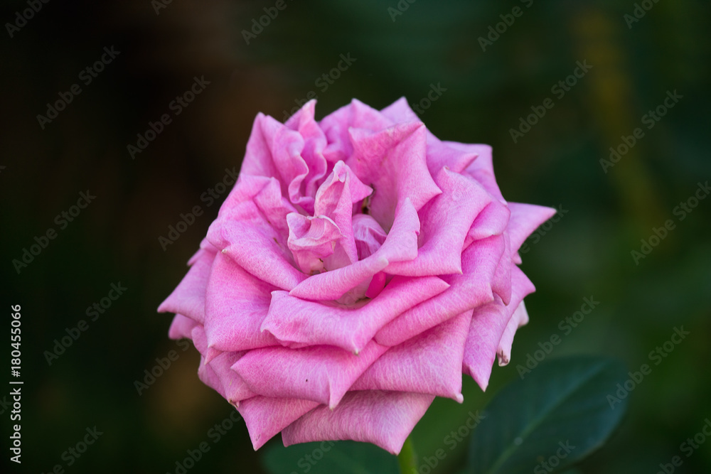 pink rose on the flowerbed closeup pink rose on the flowerbed closeup