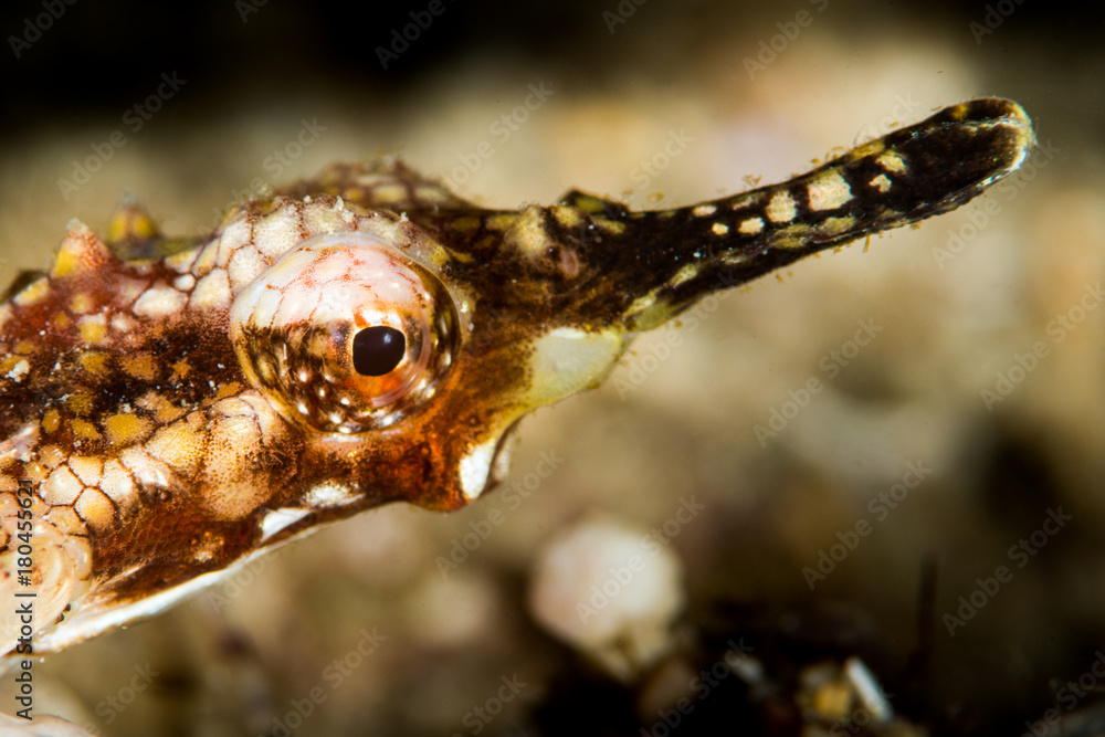 Obraz premium brown banded pipefish