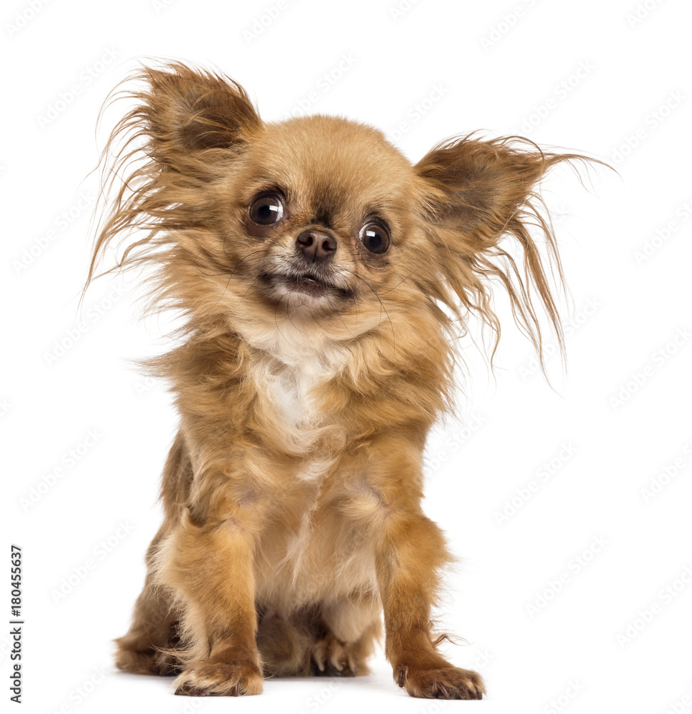 Chihuahua, 8 months old, sitting and looking at camera against white background Chihuahua, 8 months old, sitting and looking at camera against white background