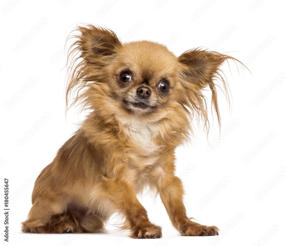 Chihuahua, 8 months old, sitting and looking at camera against white background Chihuahua, 8 months old, sitting and looking at camera against white background