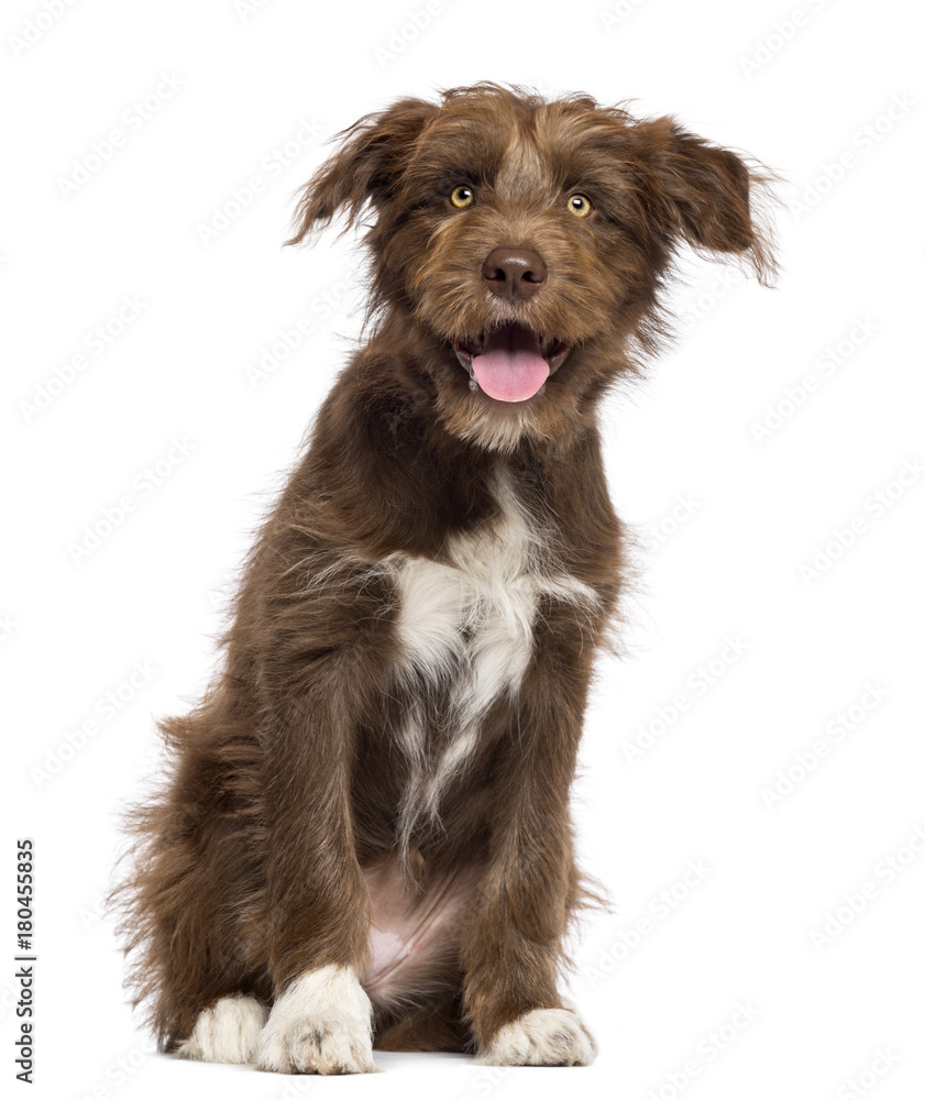 Crossbreed dog sitting and looking at camera against white background
