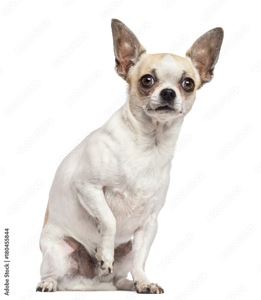 Chihuahua sitting and looking away against white background