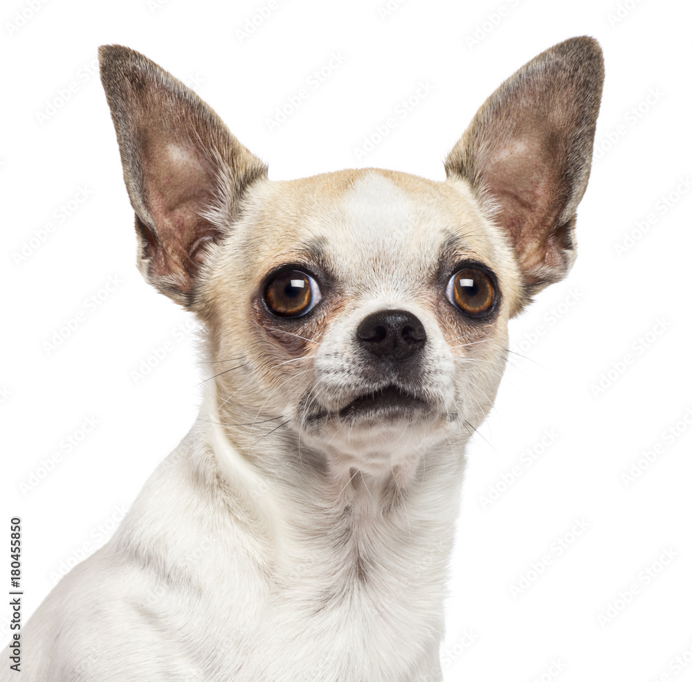 Close-up of Chihuahua looking up against white background