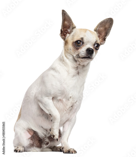 Chihuahua sitting and looking away against white background © Eric Isselée