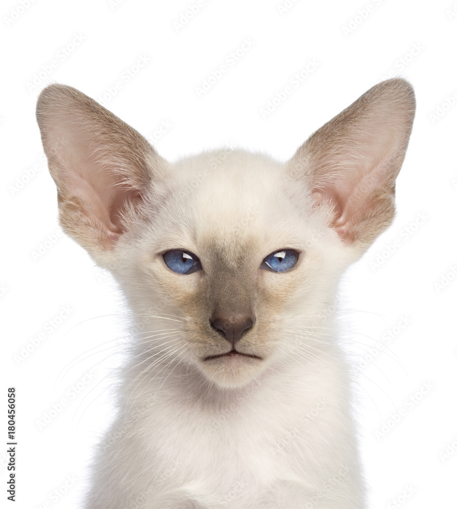 Close-up of an Oriental Shorthair kitten looking at camera against white background