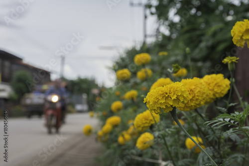 Marigold flowers at the roadside