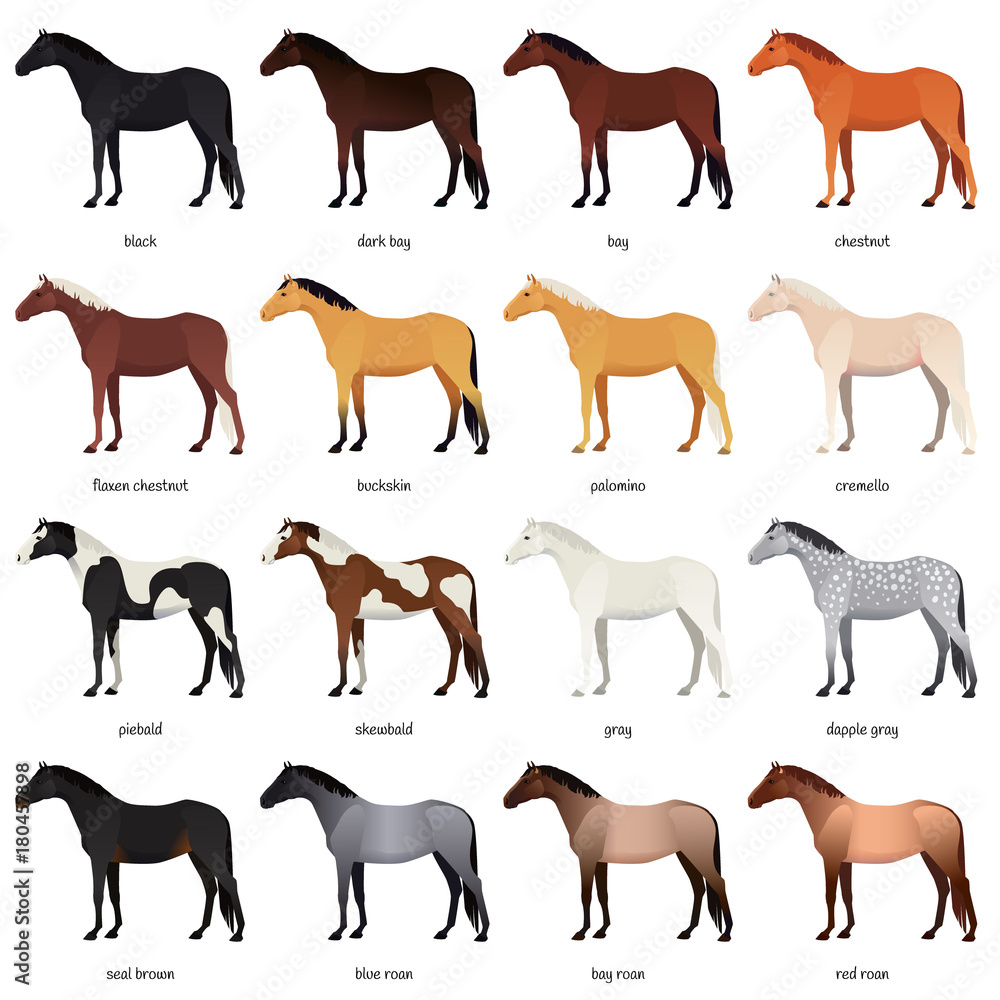 Vector collection of various horse coats colors - black, bay, chestnut,  palomino, cremello, buckskin, dapple gray, pinto, roan. Most common equine  colors set Stock Vector | Adobe Stock