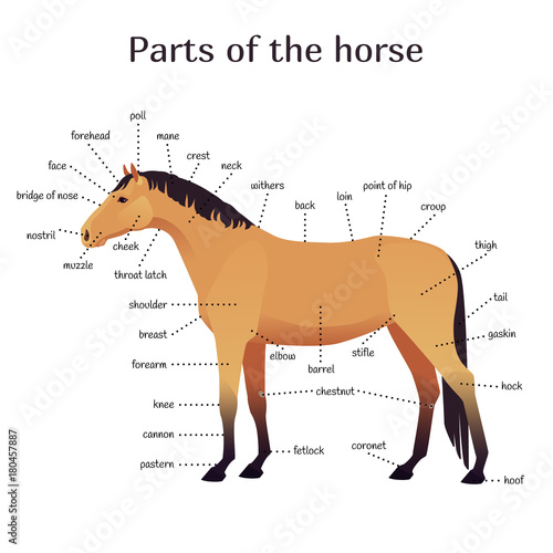 Vector illustration of parts of the horse. Equine anatomy and structure