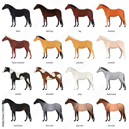 Vector collection of various horse coats colors - black, bay, chestnut, palomino, cremello, buckskin, dapple gray, pinto, roan. Most common equine colors set