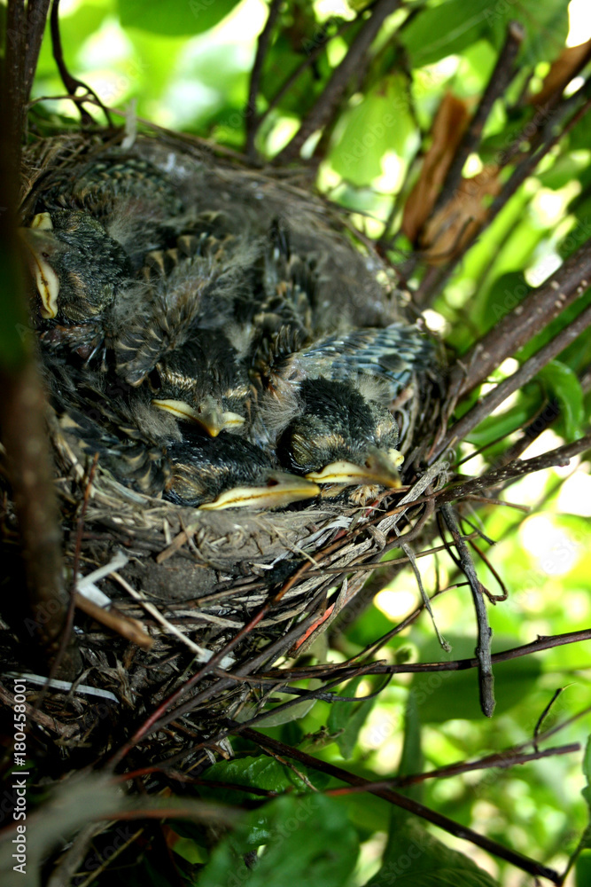 Young Robins in the Nest
