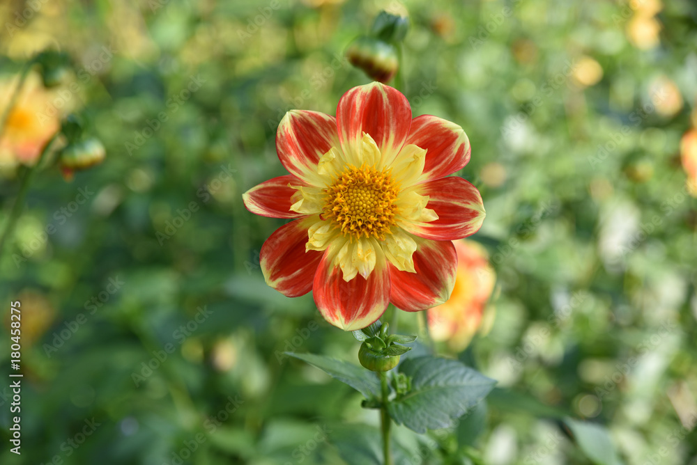 Dahlia rouge et jaune en été au jardin Dahlia rouge et jaune en été au jardin
