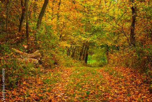 Colorful autumnal scene in the forest