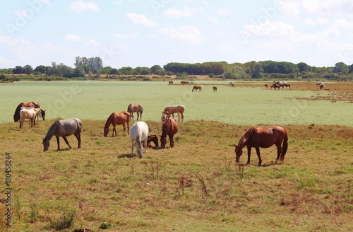 Große Herde von Pferden bei El Rocio, Nationalpark Coto de Donana, Andalusien © Andie_Alpion