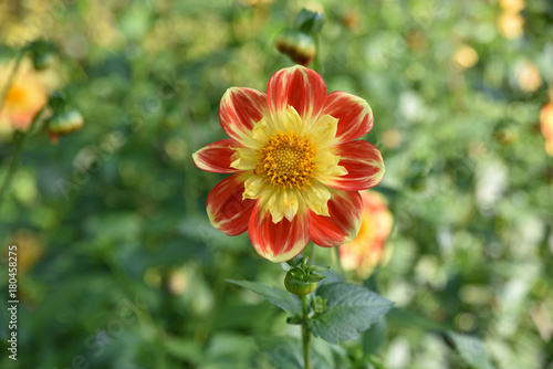Fototapeta Naklejka Na Ścianę i Meble -  Dahlia rouge et jaune en été au jardin