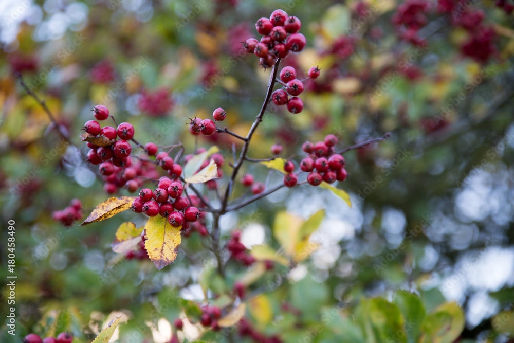 Red Berries Red Berries