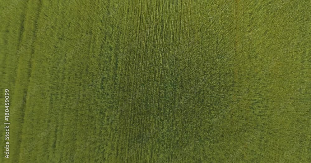 UHD 4K aerial view. Low flight over green and yellow wheat rural field at sunny summer day. Green trees and sun rays on horizon. Vertical takeoff movement.