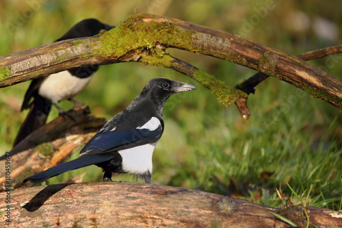 European magpie (Pica pica) perched on a branch.Wildlife scenery, Slovakia, Europe.