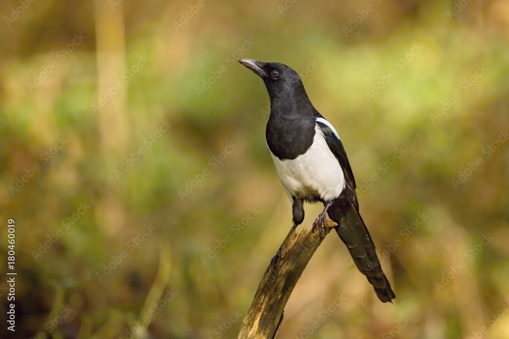 European magpie (Pica pica) perched on a branch.Wildlife scenery, Slovakia, Europe. European magpie (Pica pica) perched on a branch.Wildlife scenery, Slovakia, Europe.