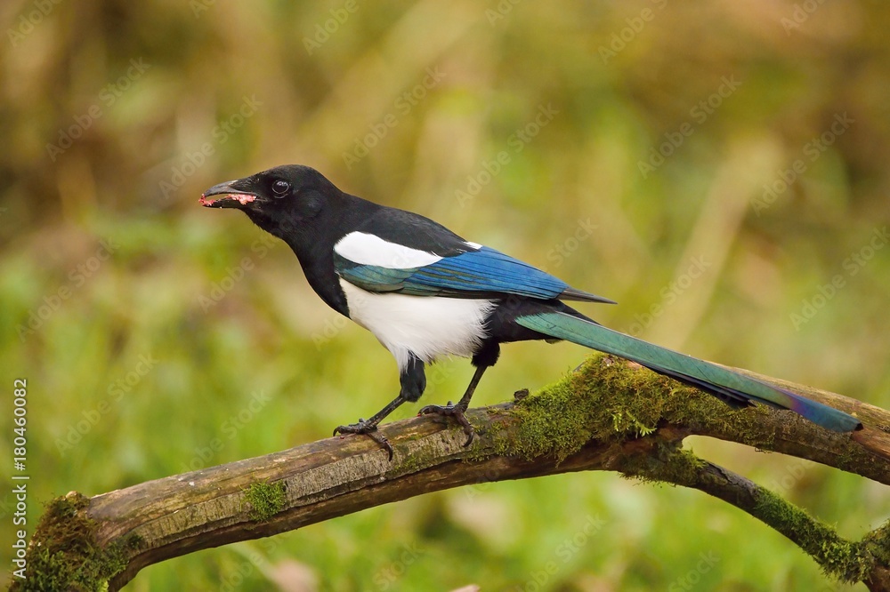 European magpie (Pica pica) perched on a branch.Wildlife scenery, Slovakia, Europe. European magpie (Pica pica) perched on a branch.Wildlife scenery, Slovakia, Europe.