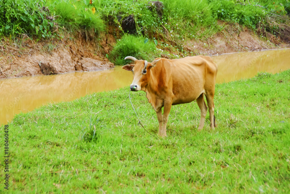 Cow On A Green Field Cow On A Green Field